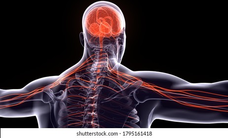 human nervous system anatomy.3d rendering