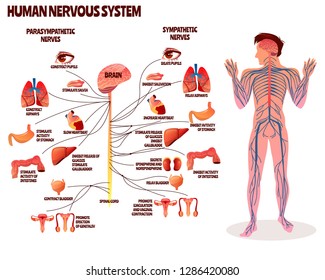 human nervous system Images, Stock Photos & Vectors | Shutterstock