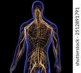 human nervous system includes the brain, spinal cord, and a complex network of nerves and spinal cord runs from the brain down through the back,brain and the rest of body, including internal organs.3D