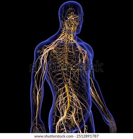 human nervous system includes the brain, spinal cord, and a complex network of nerves and spinal cord runs from the brain down through the back,brain and the rest of body, including internal organs.3D