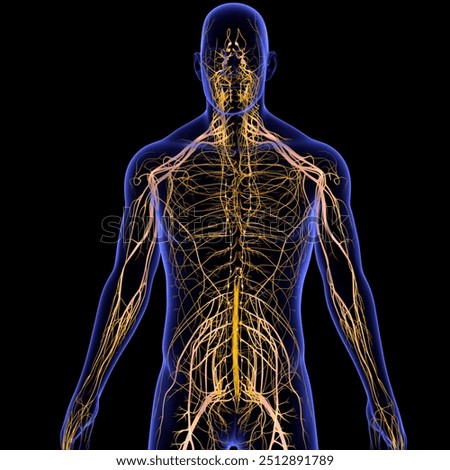 human nervous system includes the brain, spinal cord, and a complex network of nerves and spinal cord runs from the brain down through the back,brain and the rest of body, including internal organs.3D