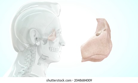 Human Nose Ethmoid Bone 3d Illustration