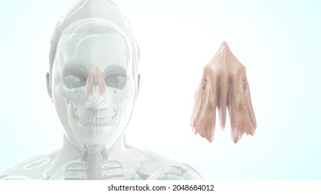 Human Nose Ethmoid Bone 3d Illustration