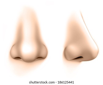 Human Nose Isolates On White Background 