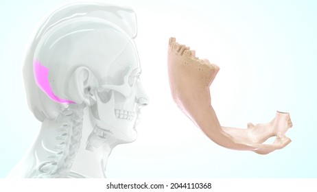 Human Occipital Bone Anatomy 3d Illustration