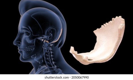 Human Occipital Bone Anatomy 3d Illustration