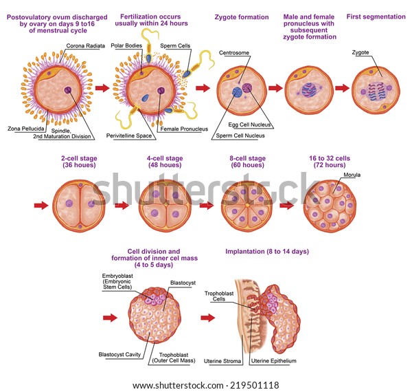 Human Ontogeny Fertilization Developmental Stage Embryology Stock ...