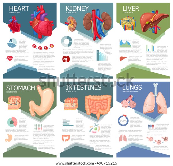 Human organ anatomy infographic poster with chart, diagram and icon