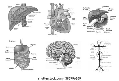 Human Organ Anatomy Set Stock Illustration 395796169 | Shutterstock