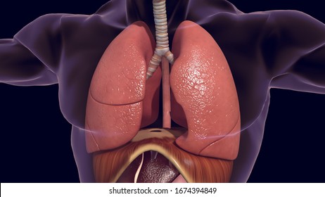 Human organ lungs 3D render