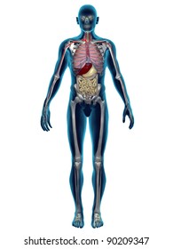 Human Organs 3D