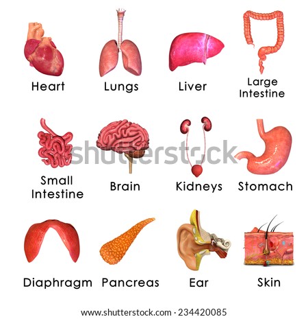Human Organs Stock Illustration 234420085 - Shutterstock
