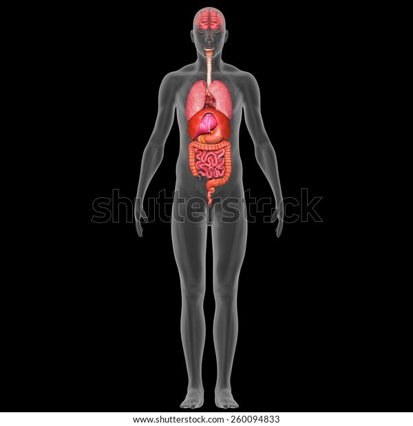 Human Organs Stock Illustration 260094833