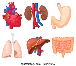 Human Organs Anatomy: Heart, Lungs, Kidney, Stomach, Intestines, Liver. Medical Science Illustration Set. 