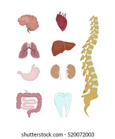 Human Organs Anatomy Internal Parts Body Stock Illustration 520072003
