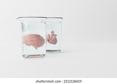 Human Organs Like The Heart And The Brain Immersed In A Vessel. Medical Concept, Brain And Heart Diseases. Medical Research On The Brain And Heart. 3d Rendering, 3d Illustration.