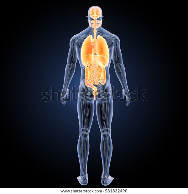 Human Organs Posterior View 3d Illustration Stock Illustration ...