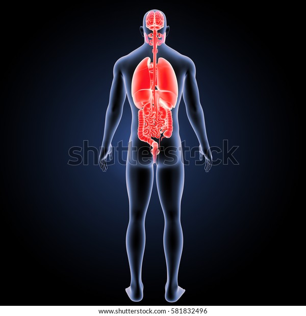 Human Organs Posterior View 3d Illustration Stock Illustration 581832496