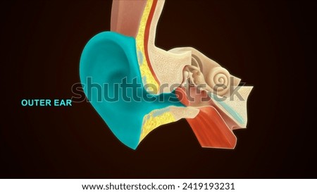 Human Outer Ear 3d illustrator
