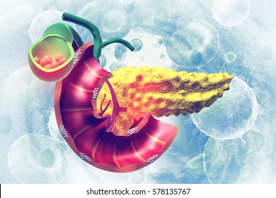  Human Pancreas. 3d Illustration 