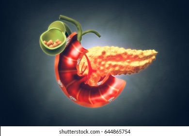 Human Pancreas. 3d Illustration 