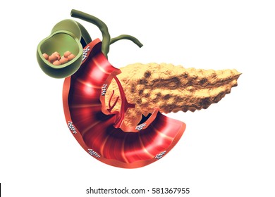 Human Pancreas. 3d Render 