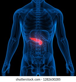 Human Pancreas Anatomy. 3D