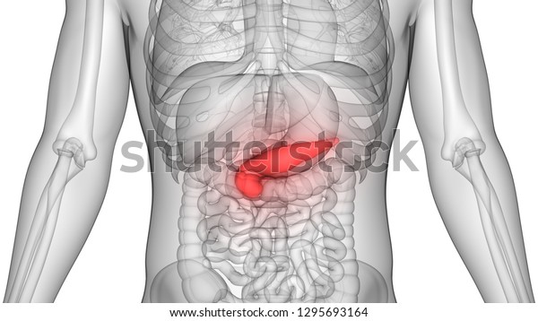 Anatomie Der Menschlichen Bauchspeicheldruse 3d Stockillustration