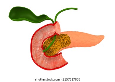 Human Pancreas On White Background. 3d Illustration 