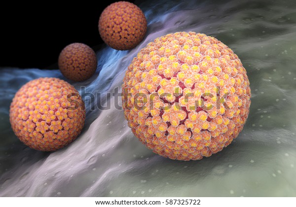 human papillomavirus virus family polygemma 16