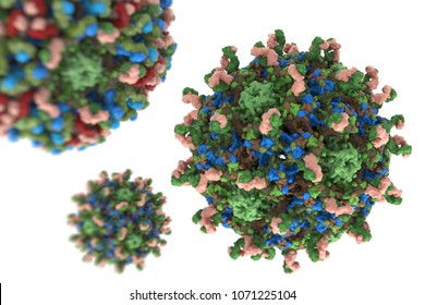 Human Papillomavirus Structure Human Papillomavirus 3d Stock ...