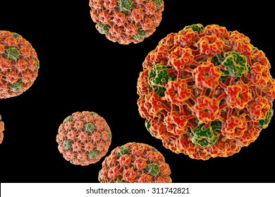 humán papilloma vírus 16