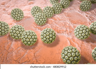 humán papillomavírus svenska