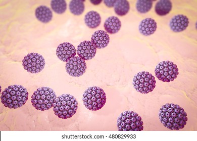 Humán papillomavírus (HPV)