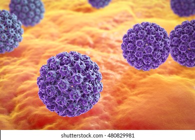 HPV vírus, HPV terjedése