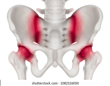 Human pelvis Anterior view red highlight on sacroiliac joint and hip socket pain area-3D medical and Biomedical illustration-Healthcare- Human Anatomy and Medical Concept -Isolated on white background