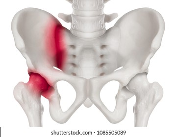 Human pelvis Anterior view red highlight on sacroiliac joint and hip socket in left side pain area-3D medical and Biomedical illustration- Human Anatomy and Medical Concept -Isolated white background.