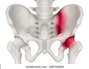 Human pelvis Anterior view red highlight on sacroiliac joint and hip socket in right side pain area-3D medical and Biomedical illustration- Human Anatomy and Medical Concept -Isolated white background