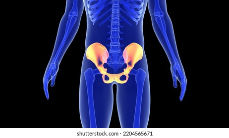 Human Pelvis And Blood Vessels Anatomy 3d Illustration