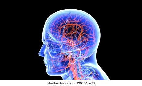 Human Pelvis And Blood Vessels Anatomy 3d Illustration