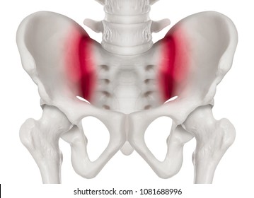 Human pelvis or human hip Anterior view red highlight on sacroiliac joint pain area-3D medical and Biomedical illustration- Healthcare- Human Anatomy and Medical Concept -Isolated on white background.