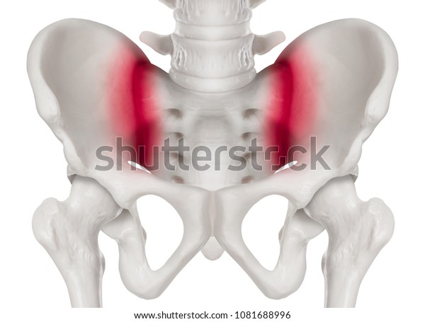 仙腸関節の痛み領域にある人間の骨盤または人間の股関節前部が赤く見える 3d医療および生体イラスト ヘルスケア のイラスト素材