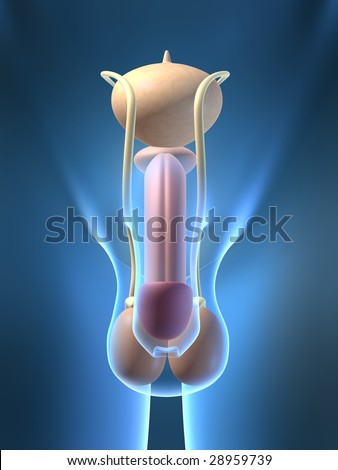 Vis mig billeder af en penis