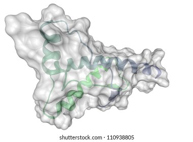 Human Prion Protein Molecule (hPrP), Chemical Structure. HPrP Is Associated With Transmissible Spongiform Encephalopathies, Including Creutzfeldt-Jacob Disease. Ribbon Model, Transparent Surface