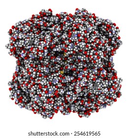 Human Red Blood Cell Catalase. Protects Cell From Damage By Reactive Oxygen Species (ROS). Atoms Shown As Color-coded Spheres. 