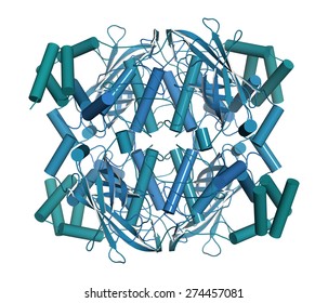 Human Red Blood Cell Catalase. Protects Cell From Damage By Reactive Oxygen Species (ROS). Cartoon Model, Helices Shown As Cylinders.
