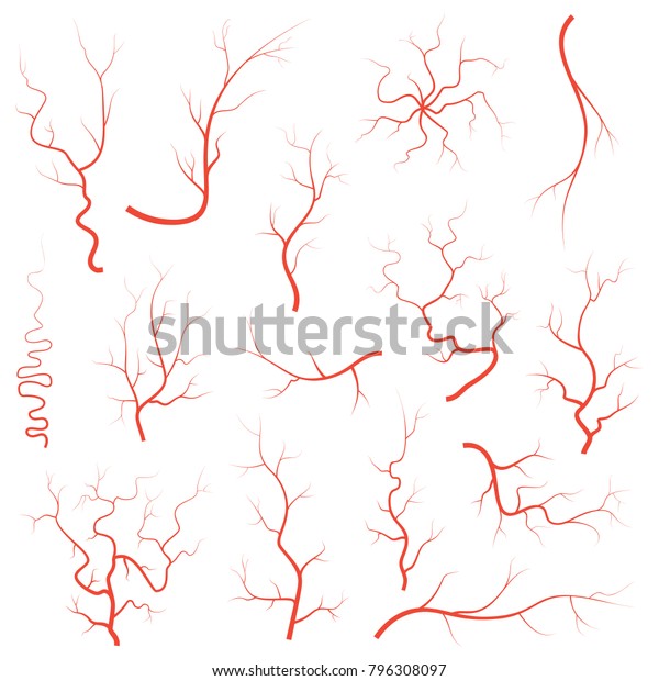 人間の赤目静脈セット 解剖学的血管動脈イラストグループ 医療用眼球動脈系地図 白い背景に静脈 グラフィックイラスト のイラスト素材