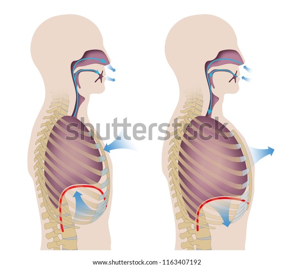 Human Respiration Inhalation Exhalation Stock Illustration 1163407192