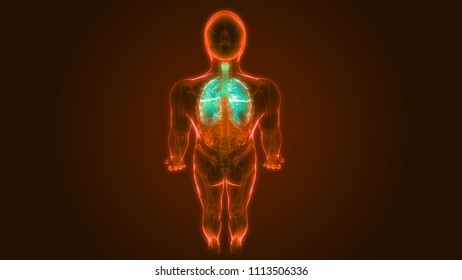 Human Respiration System Lungs Anatomy D Stock Illustration Shutterstock