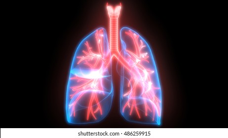 Human Respiratory System. 3D